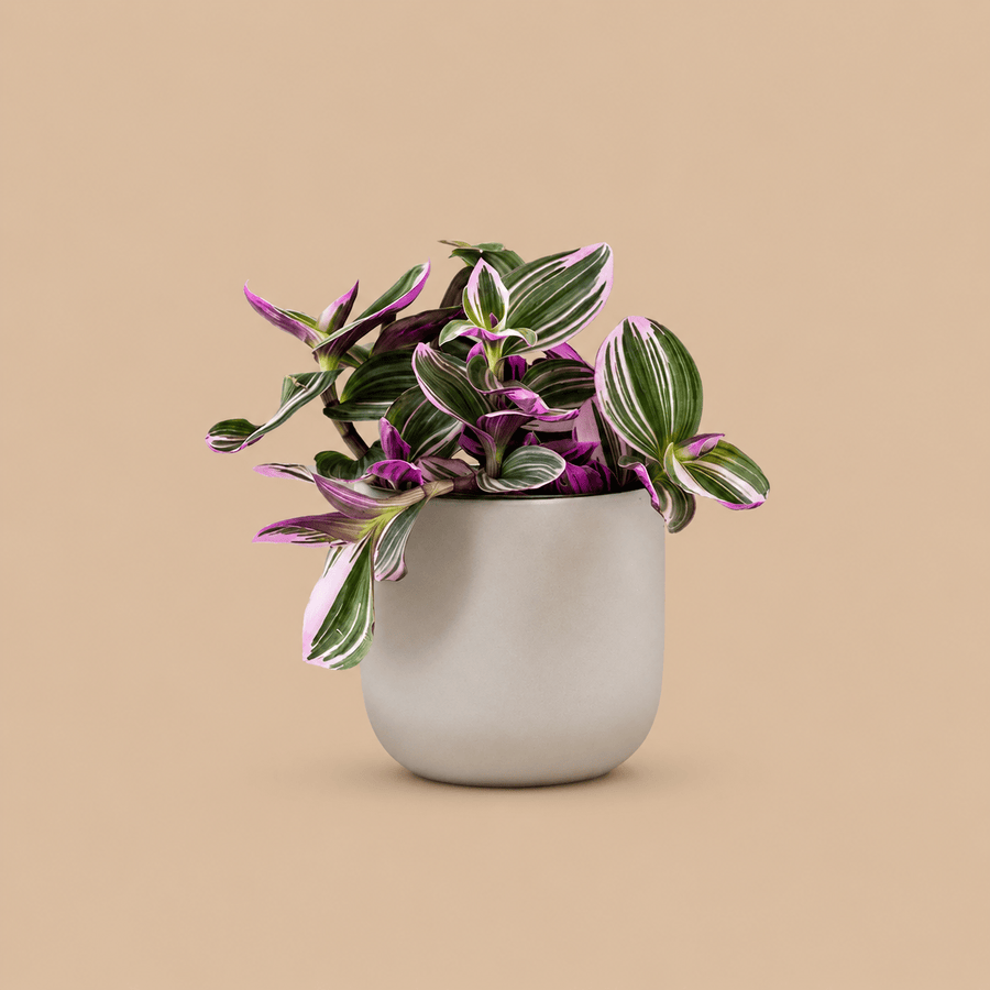 Tradescantia Nanouk