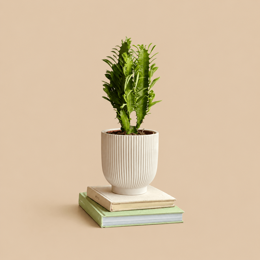 Euphorbia Trigona & Pot