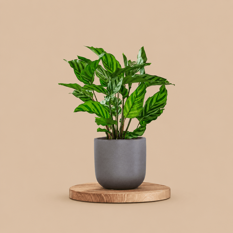 Calathea Freddie