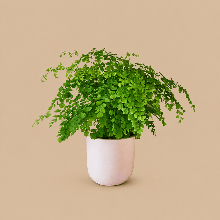 Maidenhair Fern