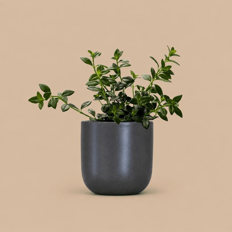 Hanging Goldfish Plant