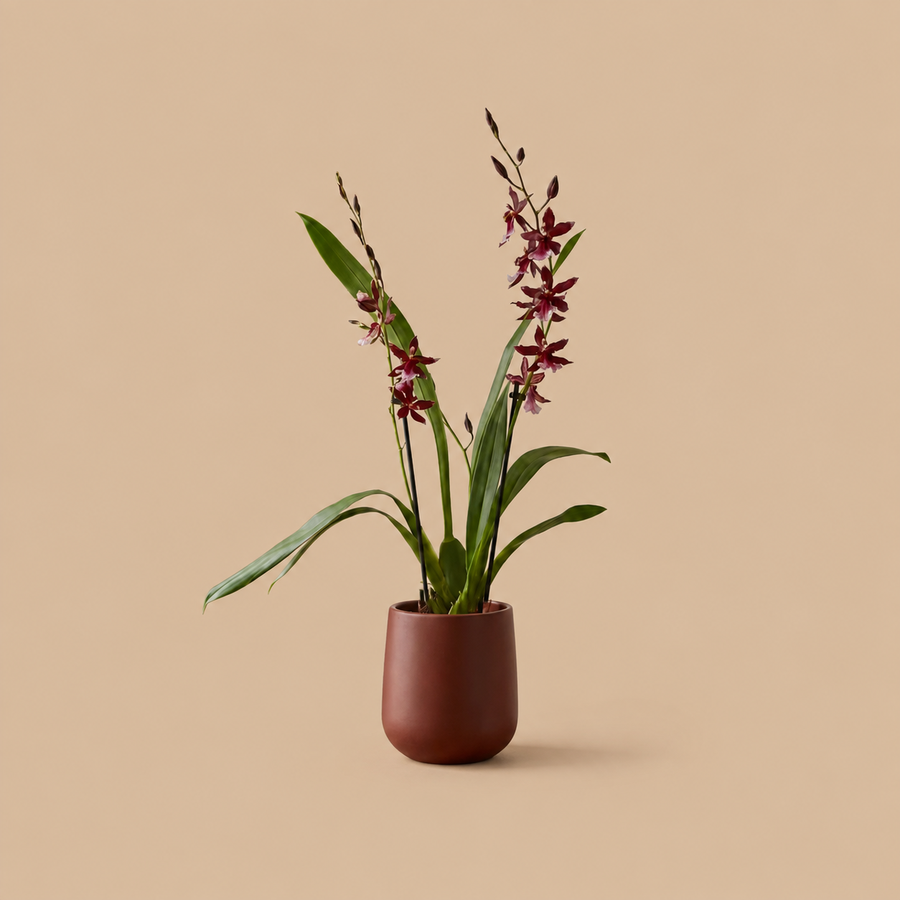 Scented Orchid & Pot