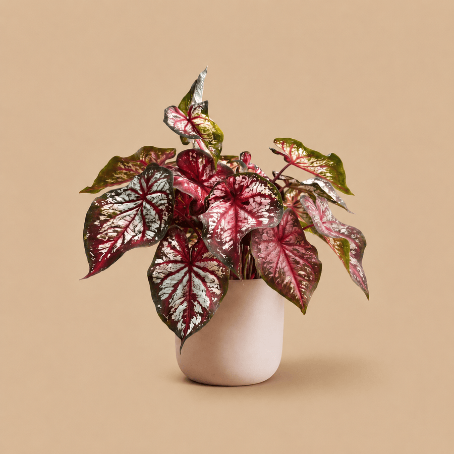 Caladium Bicolour