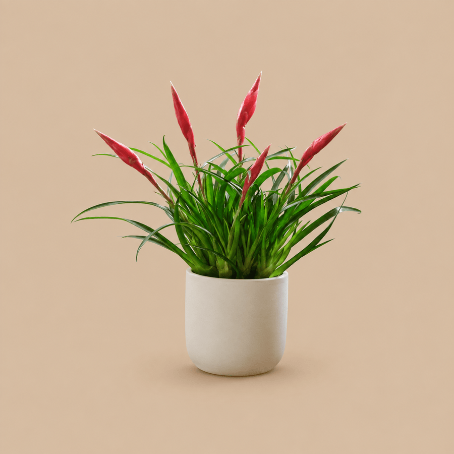 Vriesea Astrid
