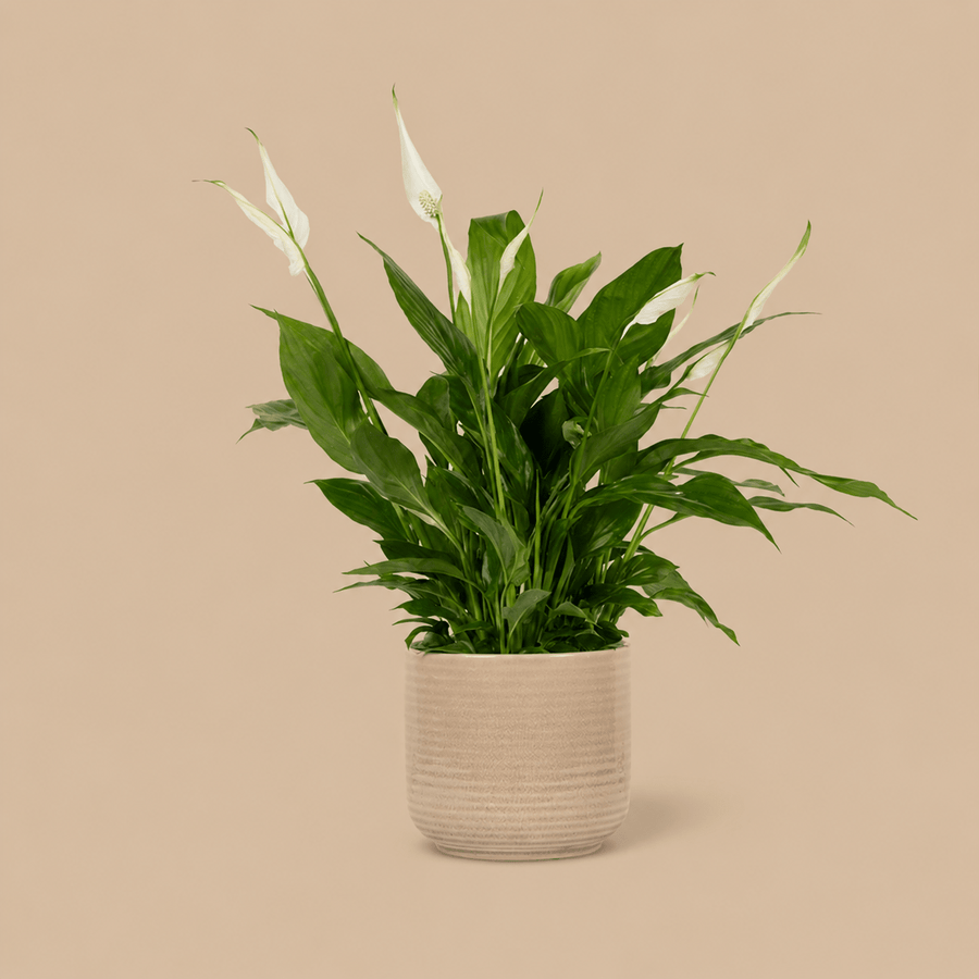 PATCH Pippa Peace Lily