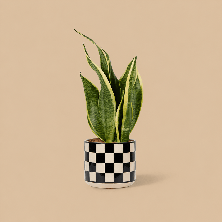 PATCH Susie Snake Plant