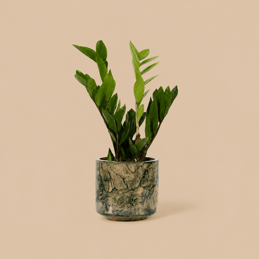 PATCH Cassie ZZ Plant