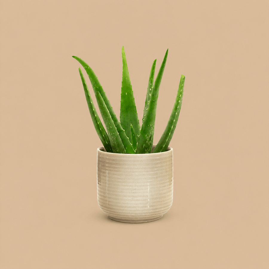 PATCH Franky Aloe Vera Plant