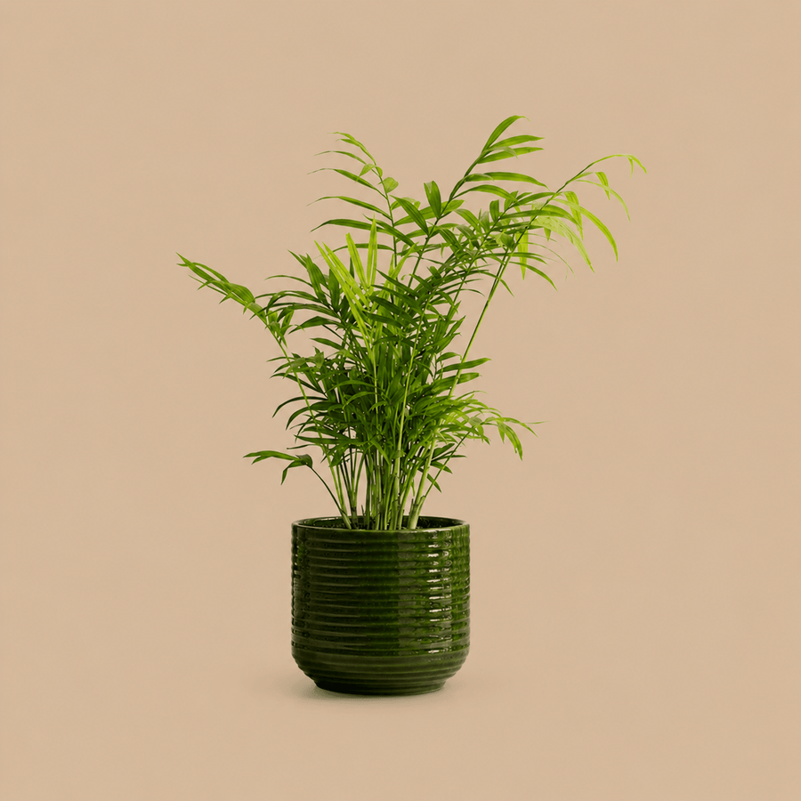 PATCH Sharon Parlour Palm