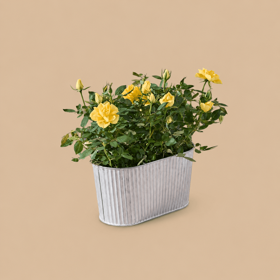 The Sunshine Rose Planter