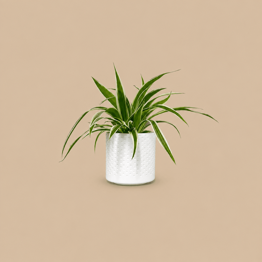 Mini Spider Plant & Pot