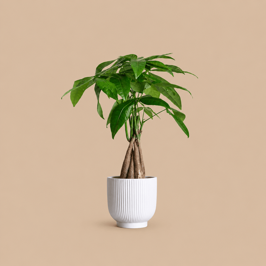 Money Tree & Ceramic Pot