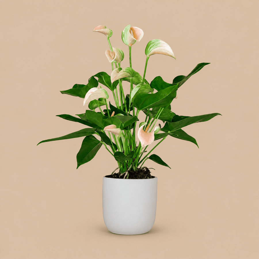 Peach Anthurium & Pot