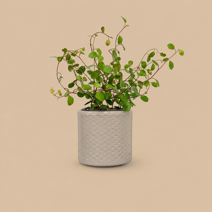 Maidenhair Vine & Pot
