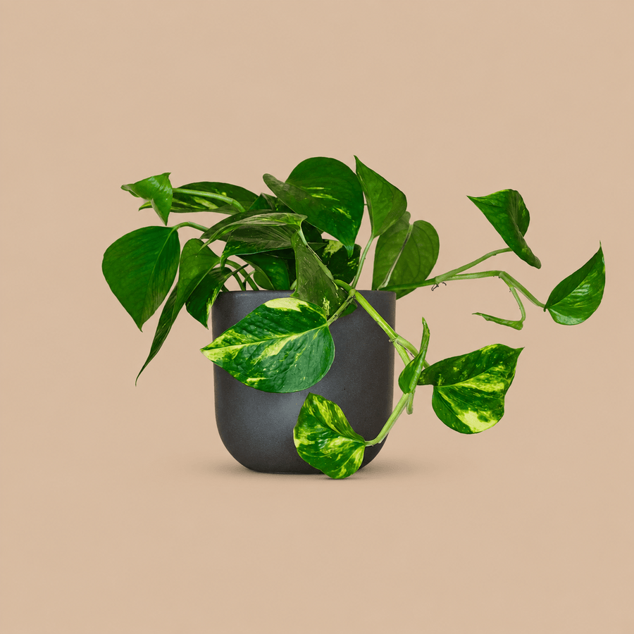 Devil’s Ivy & Pot
