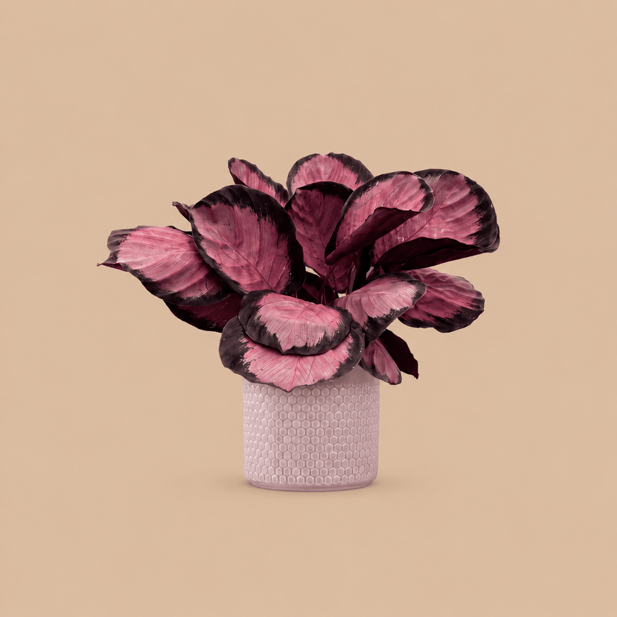 Calathea Rosy