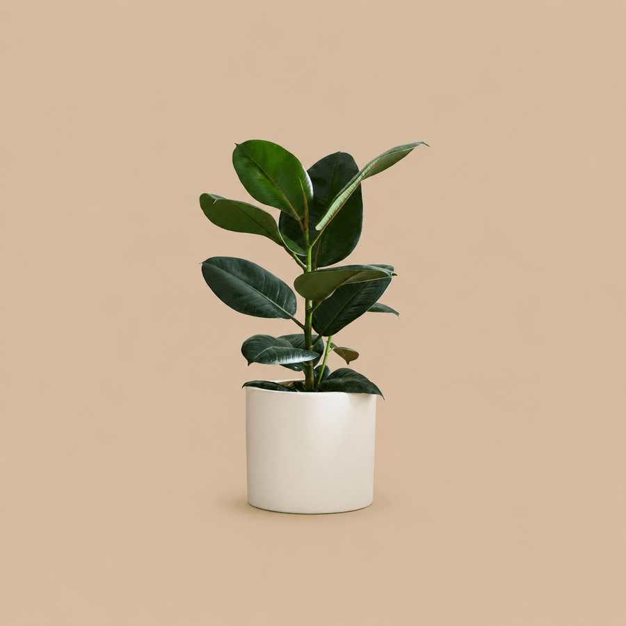 Rubber Plant