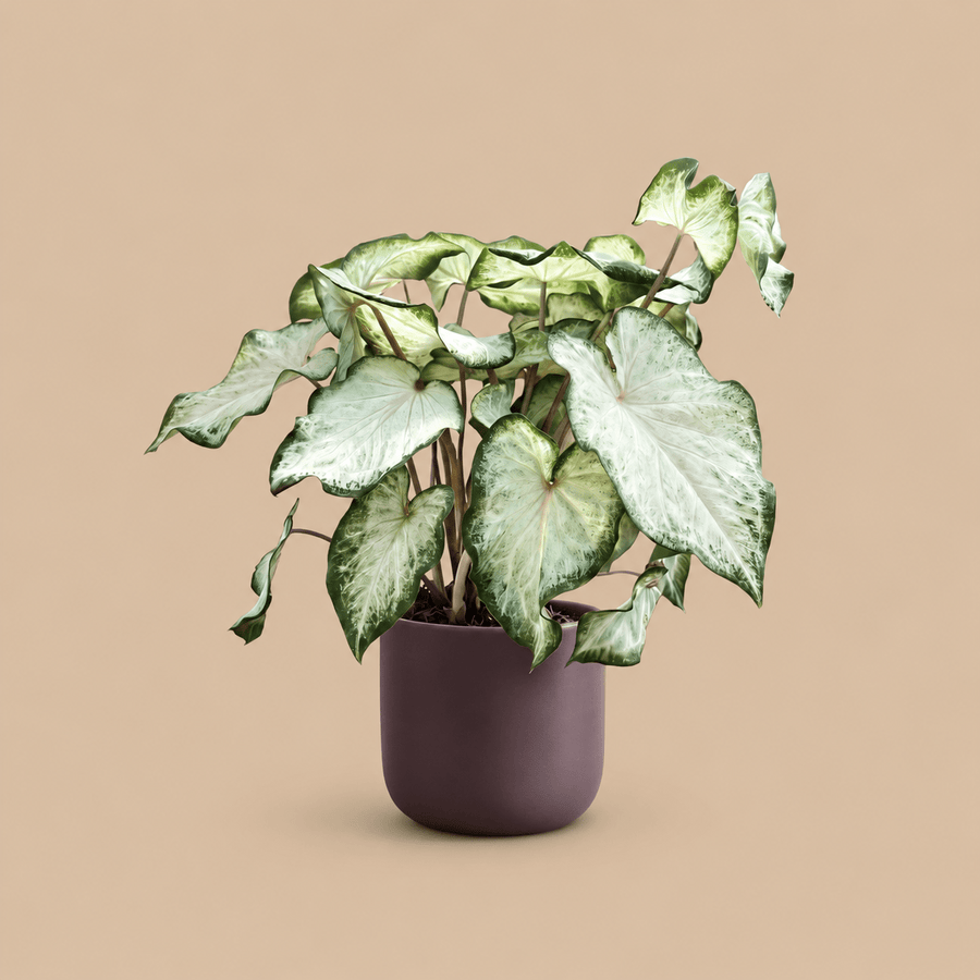 Caladium White