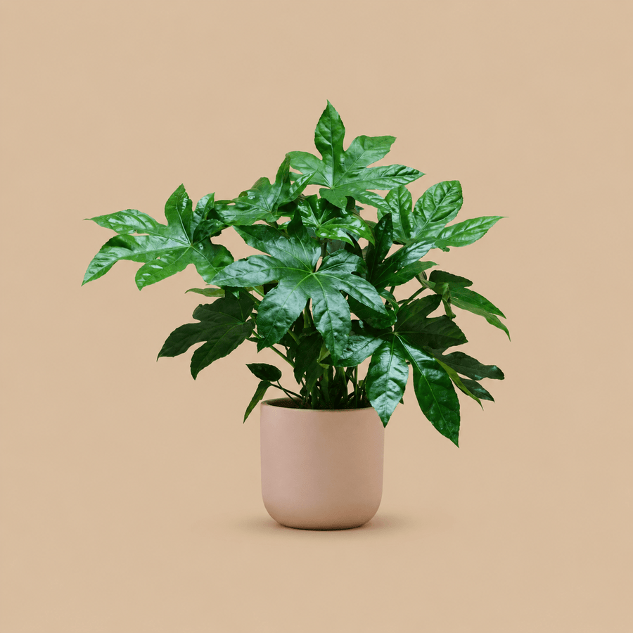 Fatsia Japonica