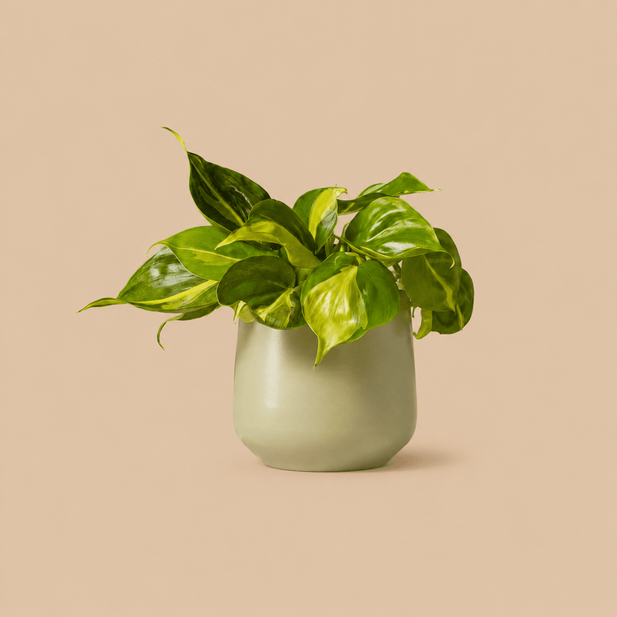 Philodendron Brasil