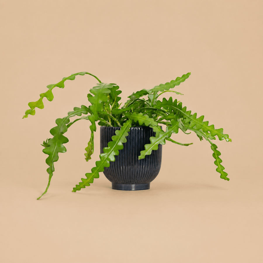 Fishbone Cactus