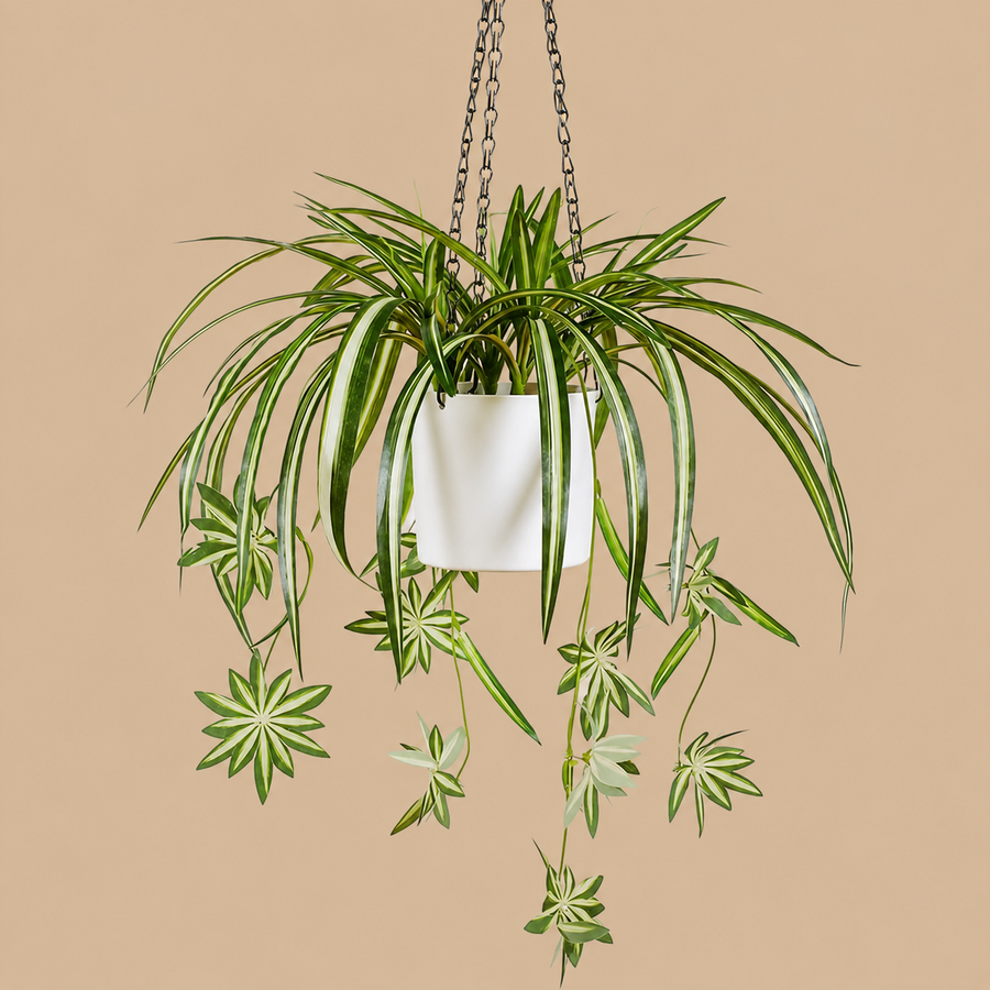 Artificial Spider Plant in Pot with Hanging Chain – 5 Bunches