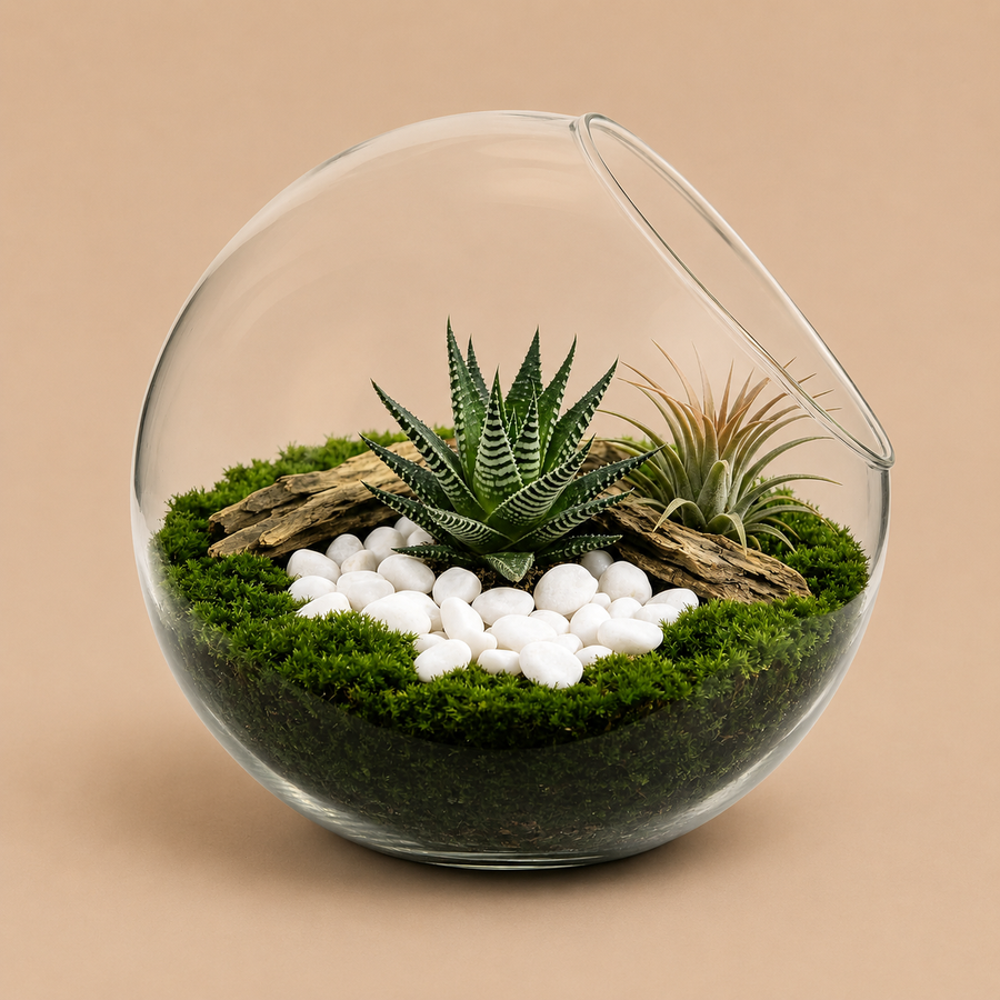 Alasum 20cm Open Glass Terrarium for Plants
