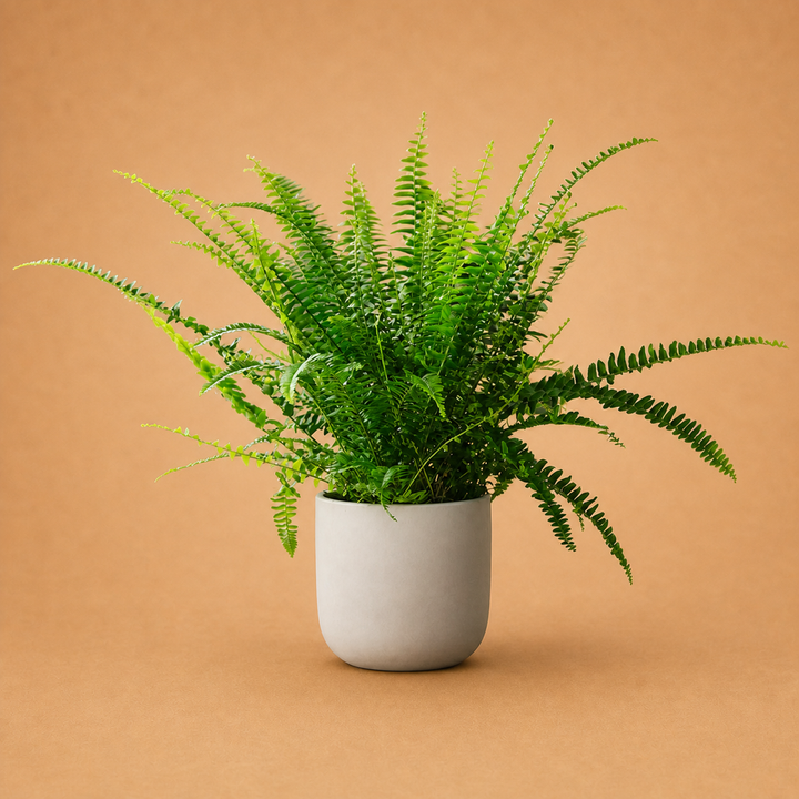 Boston Fern Indoor Plant in White Pot