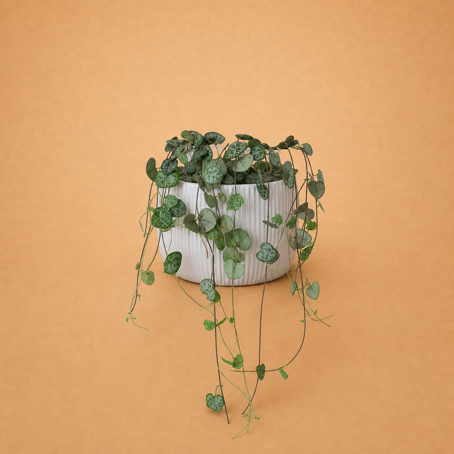 String of Hearts Trailing Plant in White Pot