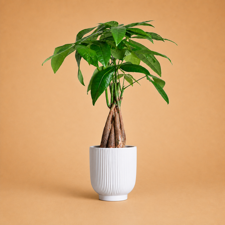 Money Tree Indoor Plant in White Pot