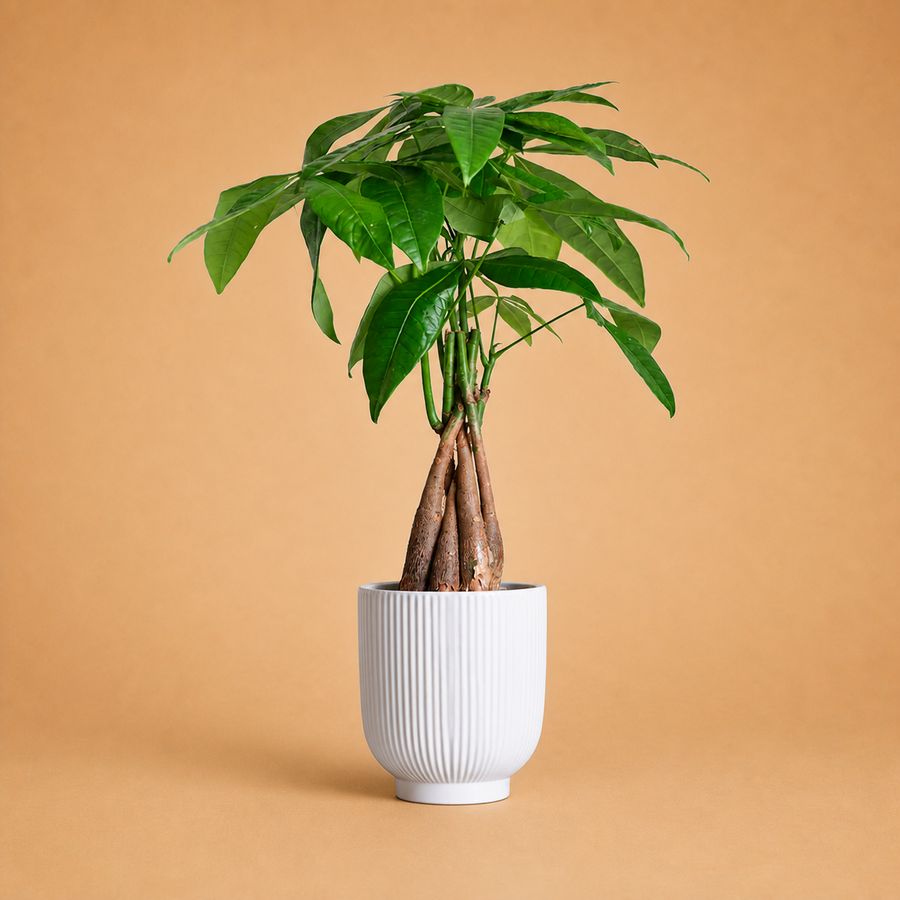 Money Tree Indoor Plant in White Pot