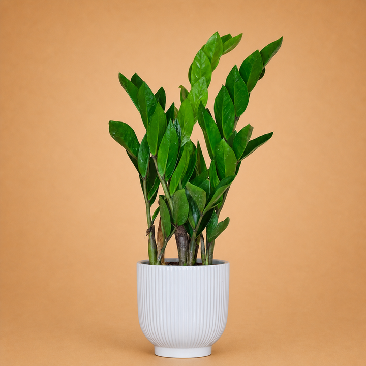 ZZ Plant Indoor Plant in Ribbed White Pot