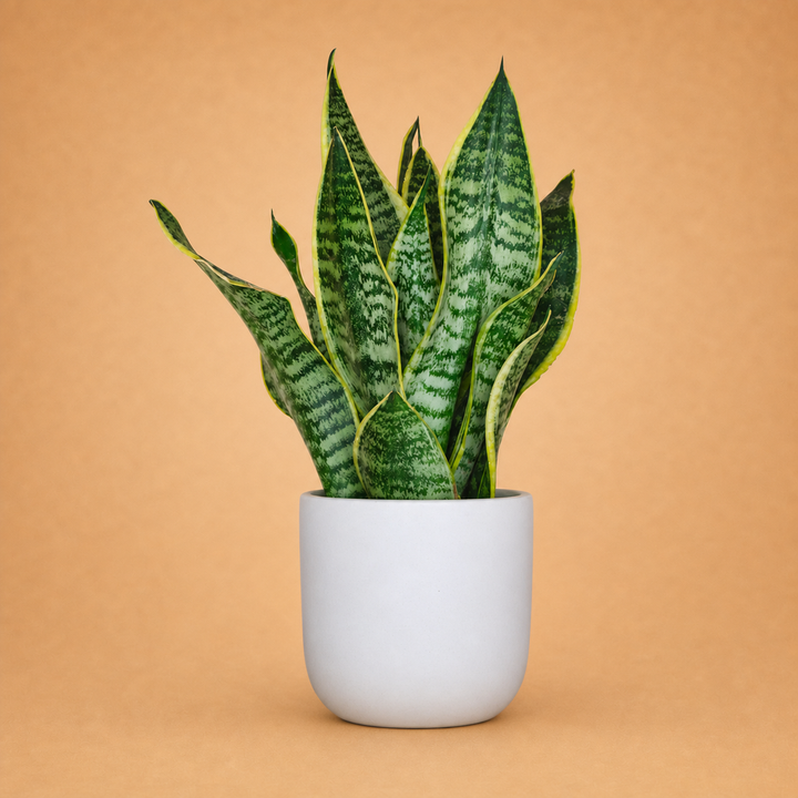 Snake Plant Indoor Plant in White Pot
