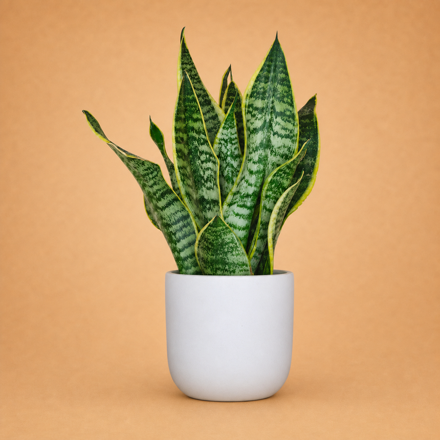 Snake Plant Indoor Plant in White Pot